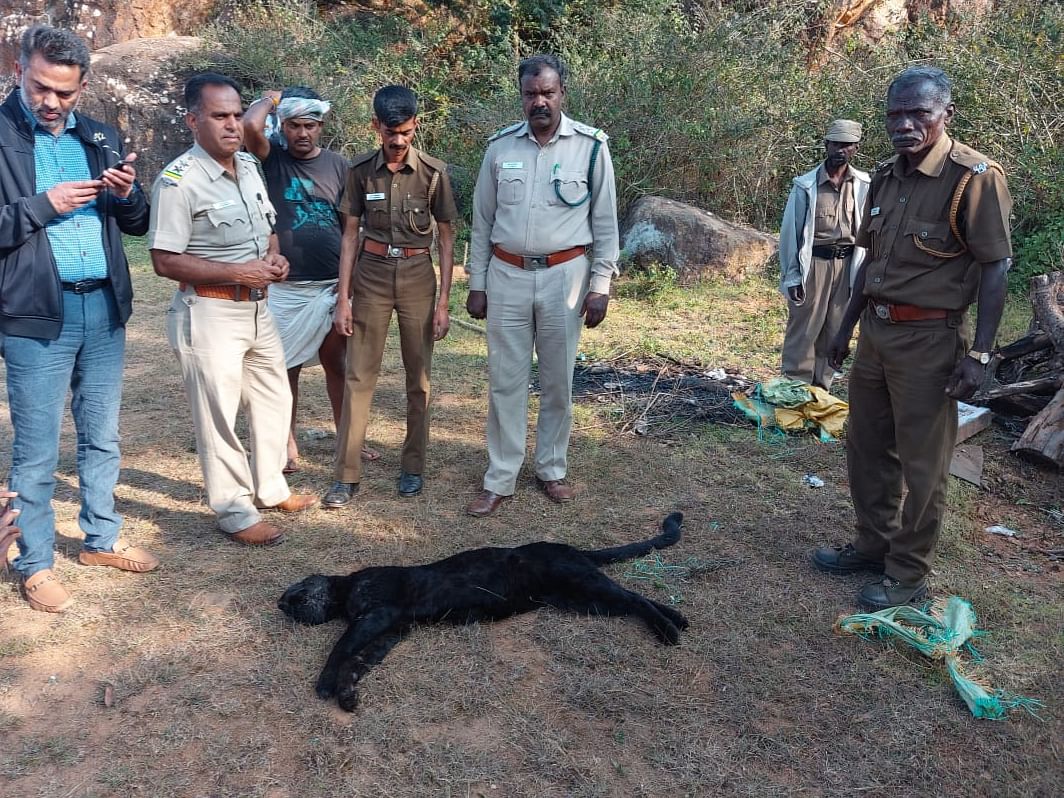 நோய்த்தொற்றா... விஷம் வைத்து கொல்லப்பட்டதா? - நீலகிரியில் மர்மமாக இறந்து கிடந்த கருஞ்சிறுத்தை