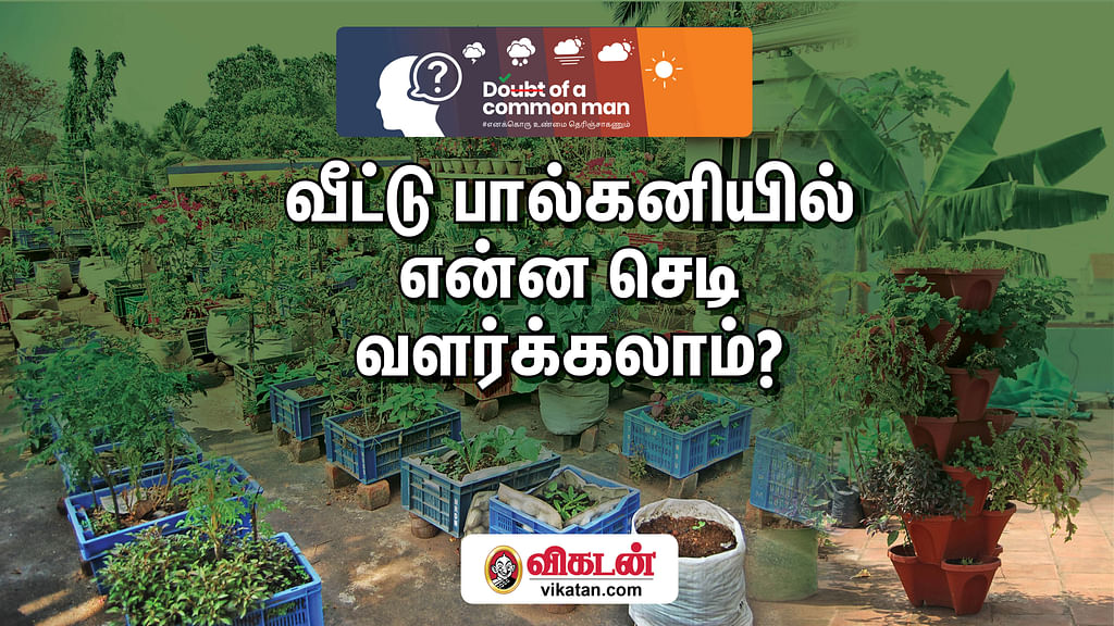 செடிகள்