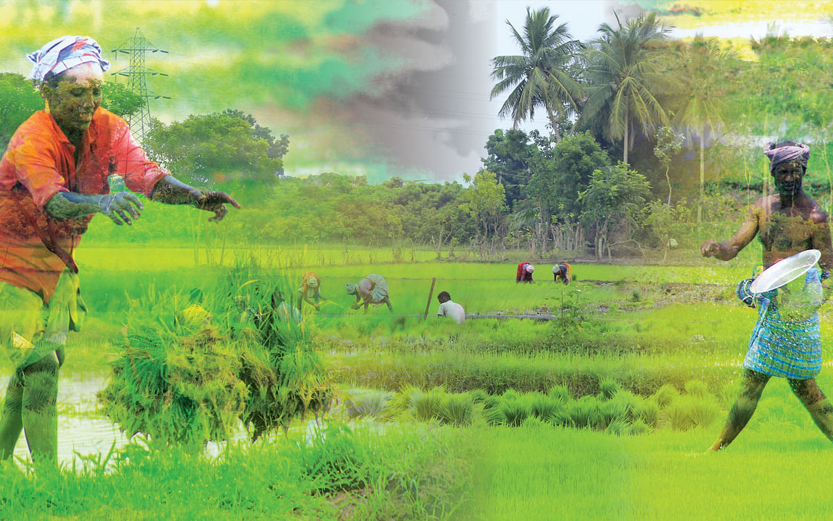 உரத்தட்டுப்பாடு: யூரியாவுக்குப் பதில், ஜீவாமிர்தம், மீன் அமிலம் இயற்கையில் தீர்வு இதோ..!