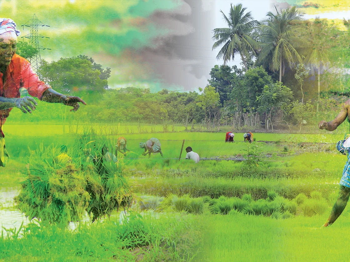 உரத்தட்டுப்பாடு: யூரியாவுக்குப் பதில், ஜீவாமிர்தம், மீன் அமிலம் இயற்கையில் தீர்வு இதோ..!