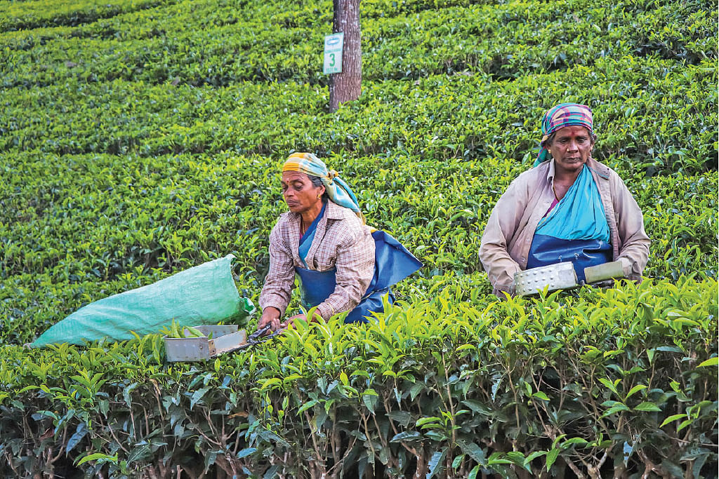 கிரீன் டீ மற்றும் பிளாக் டீ