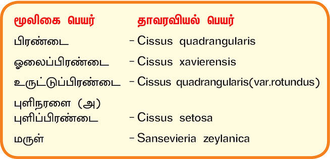 நல்மருந்து 2.0 - எலும்புகளை வலுவாக்கும் எளிதான பிரண்டை!
