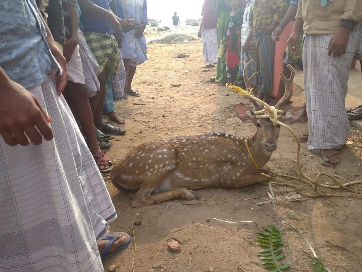 `கரையிலிருந்து 2 மைல்; கடலில் தத்தளித்த மான்!’ - புதுக்கோட்டை இளைஞர்களை ஆச்சர்யப்படுத்திய சம்பவம்