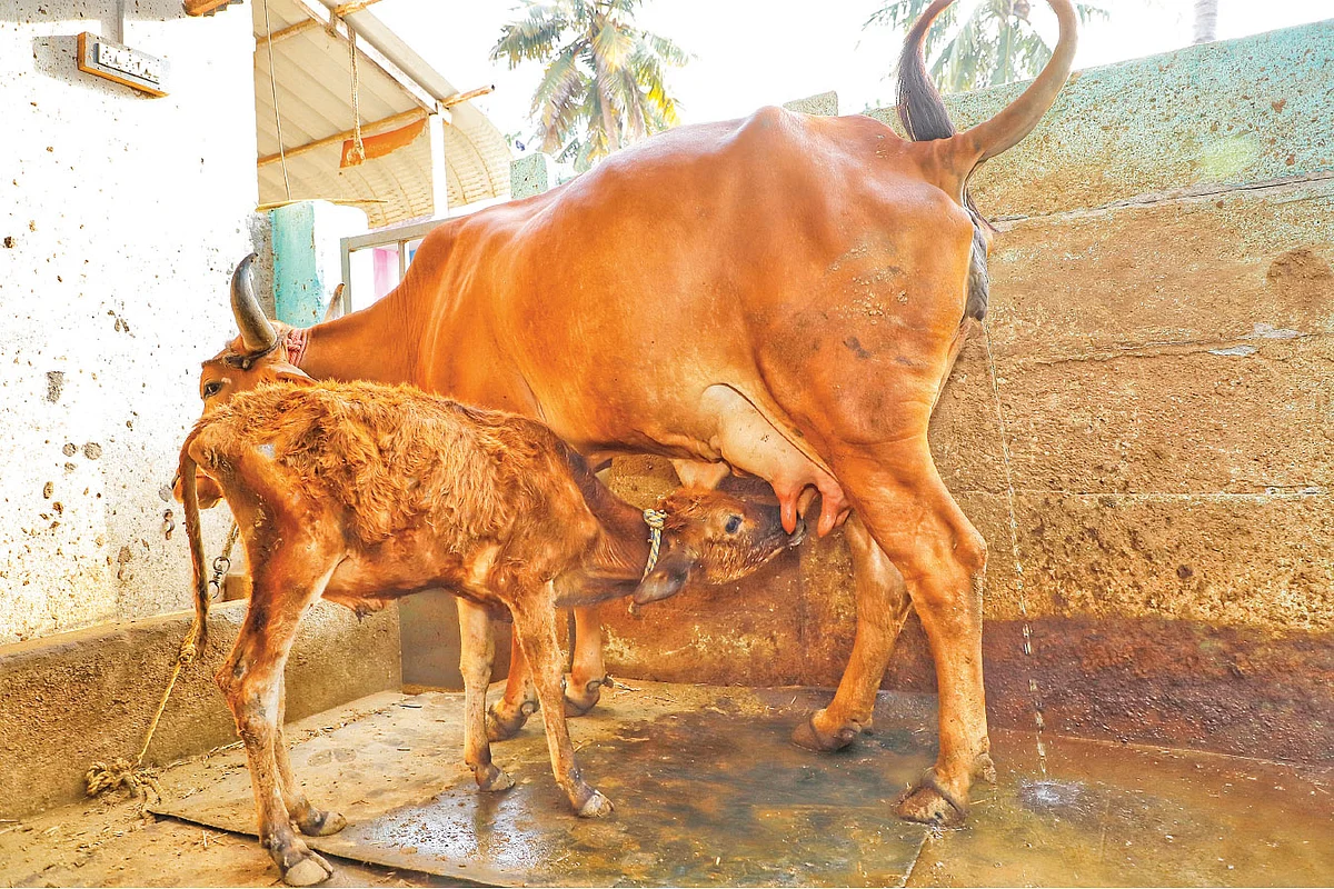 மாடு