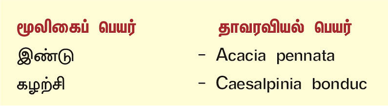 நல்மருந்து 2.0 - இண்டு, கழற்சி! - உயிர் காக்க மருந்தாகும் உயிர்வேலி மூலிகைகள்!