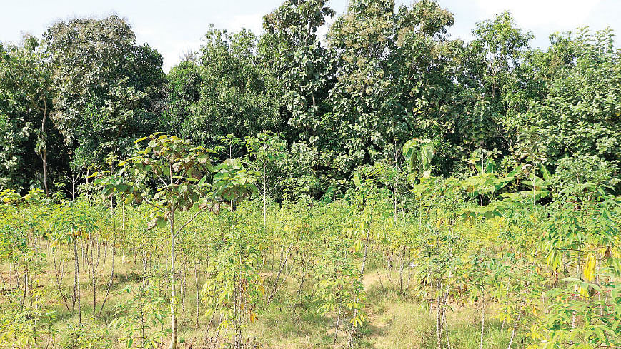 தேக்கு மரம்