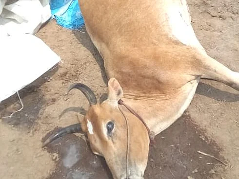 `விஷமாக மாறிய நீர் நிலைகள்; செத்துமடிந்த கால்நடைகள்!’ - ரசாயன கழிவுகளால் திணறும் ராணிப்பேட்டை