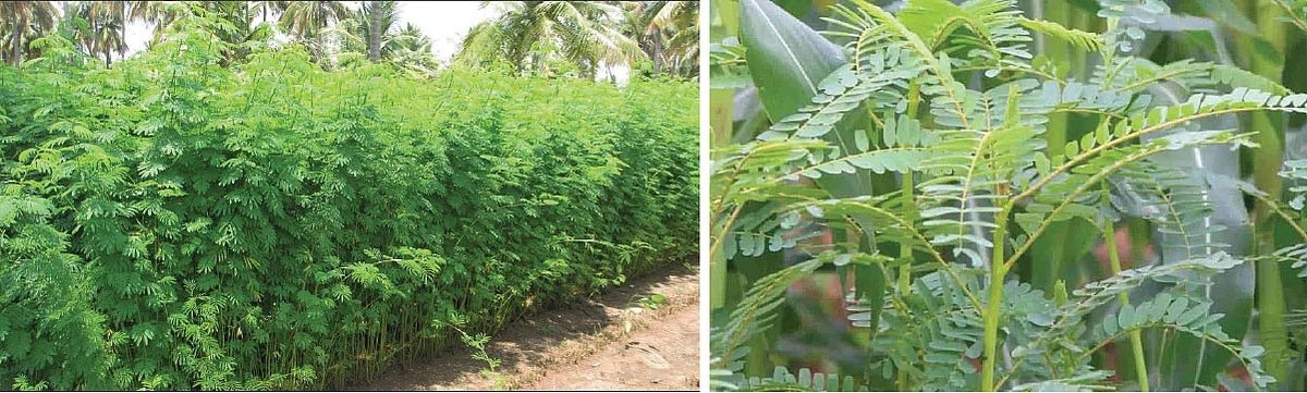 சூபாபுல், அகத்தி