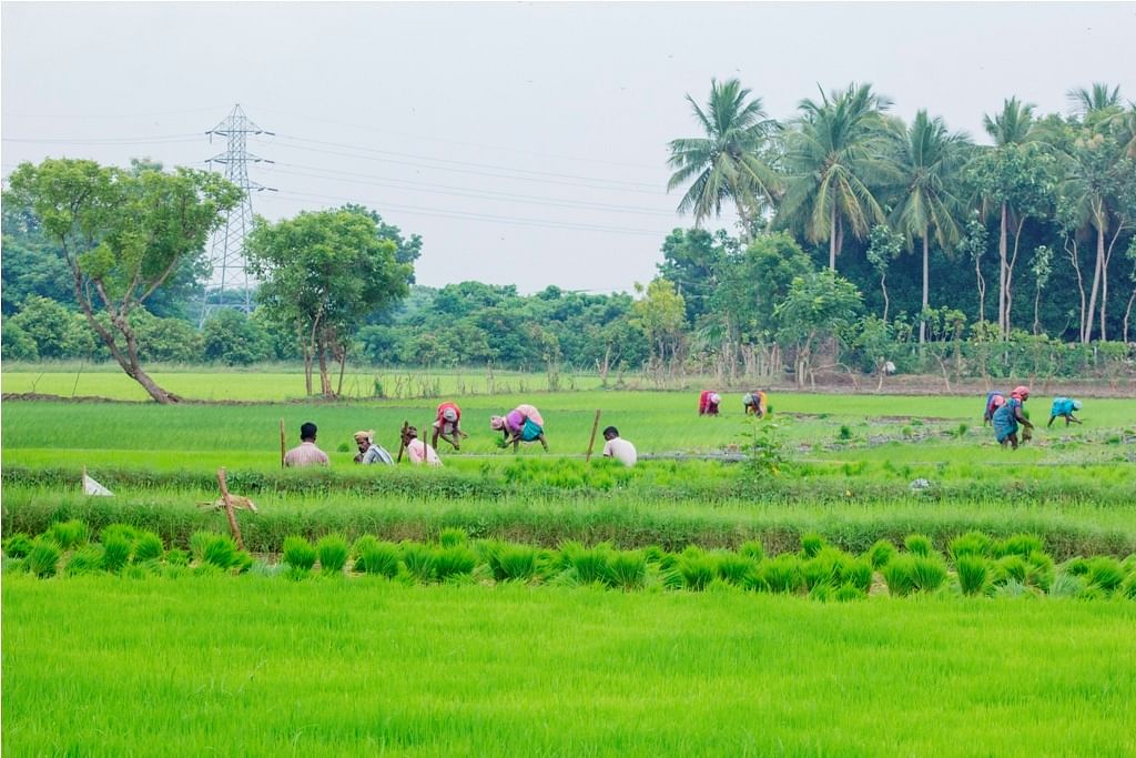 விவசாயம்