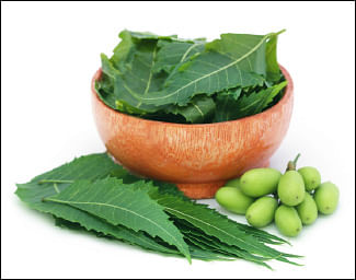 வேப்பிலை