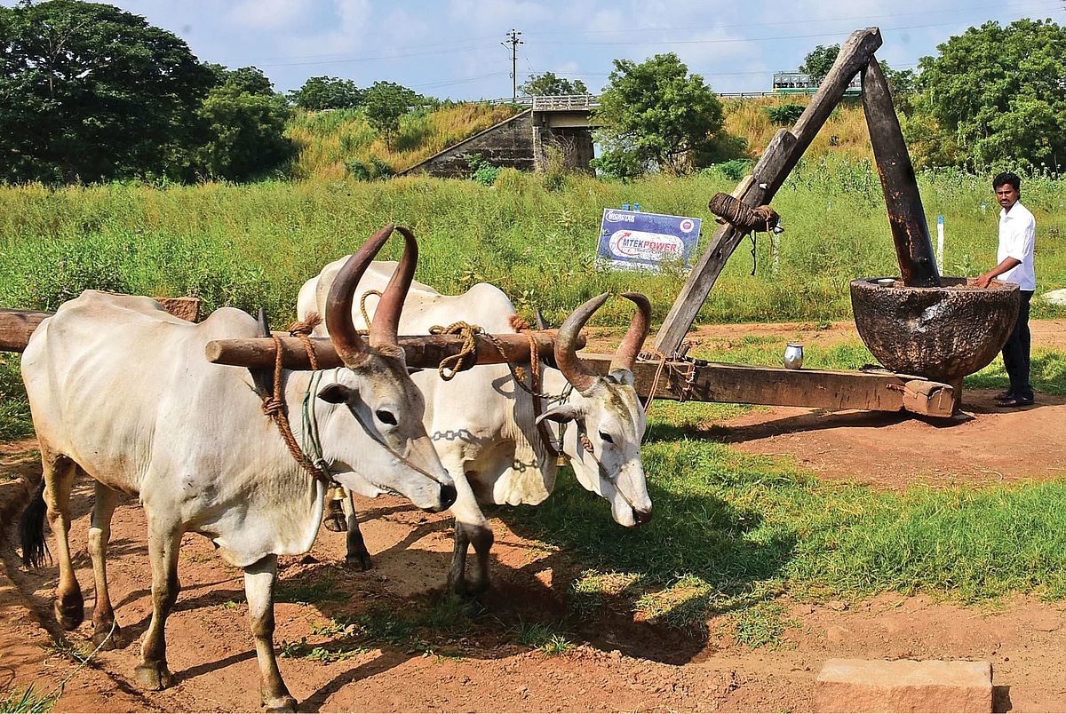 மாடுகள் பூட்டப்பட்ட கல்செக்கு