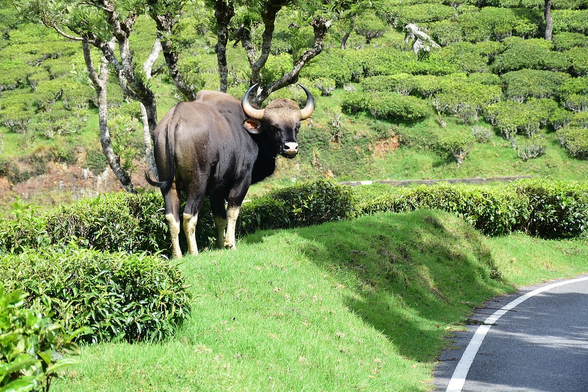 கேரளாவுக்கு கடத்தப்படும் காட்டுமாடு இறைச்சி; அத்துமீறும் வேட்டைக் கும்பல்! - என்ன நடக்கிறது?
