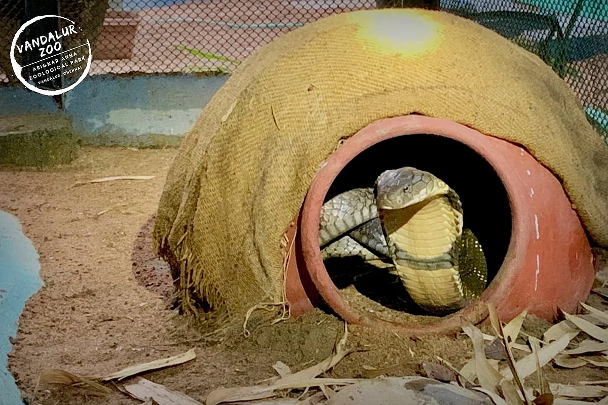 ராஜ நாகம்