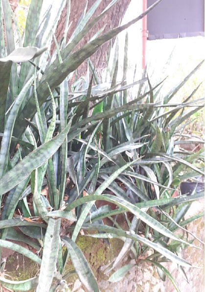மருள்