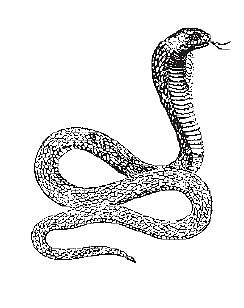 இறையுதிர் காடு - 66