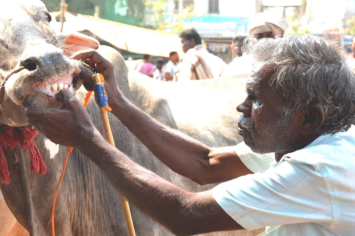 மாட்டின் பல்லைப் பார்த்து ஆரோக்கியத்தைக் கணக்கிடும் விவசாயி