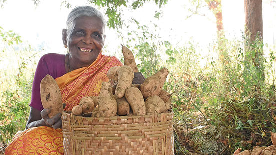 அறுவடையான சர்க்கரைவள்ளிக்கிழங்குடன் காசிமணி...