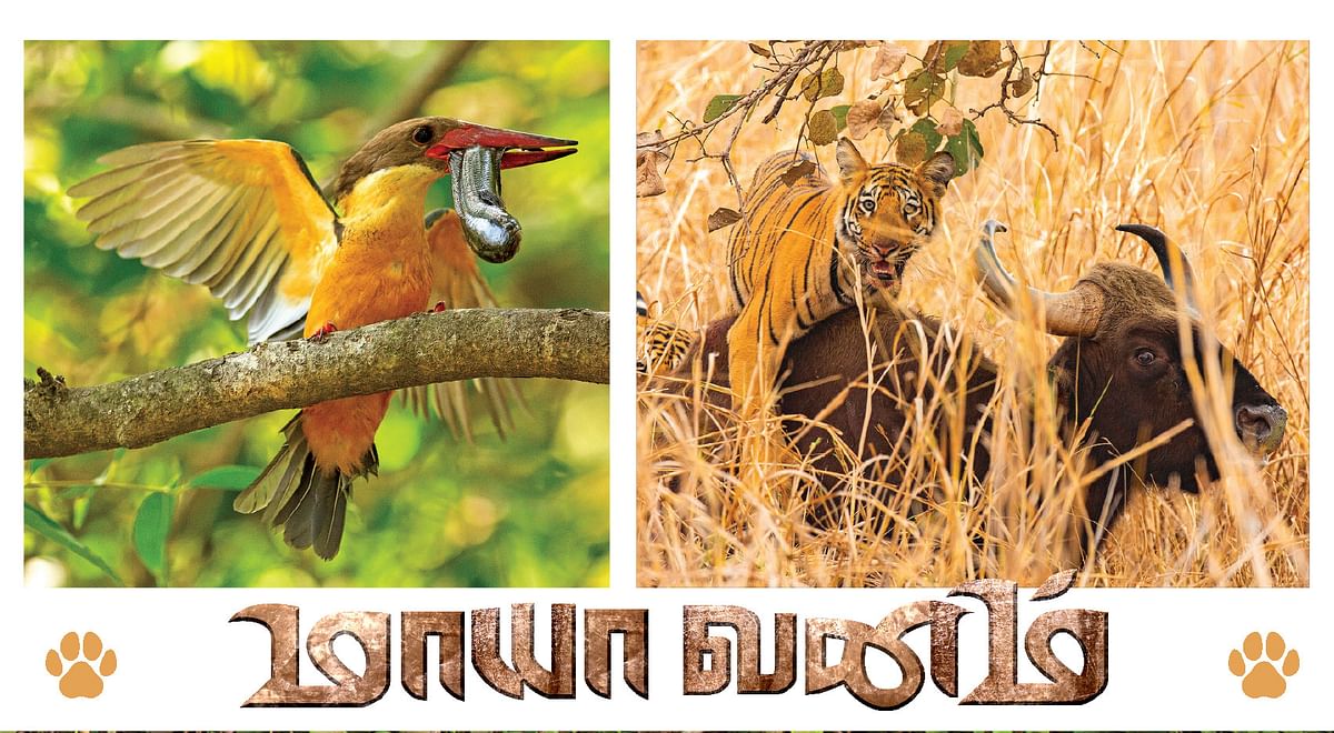 மாயா வனம்