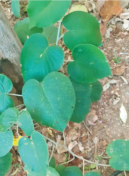 கடற்பாலை மேல்பகுதி