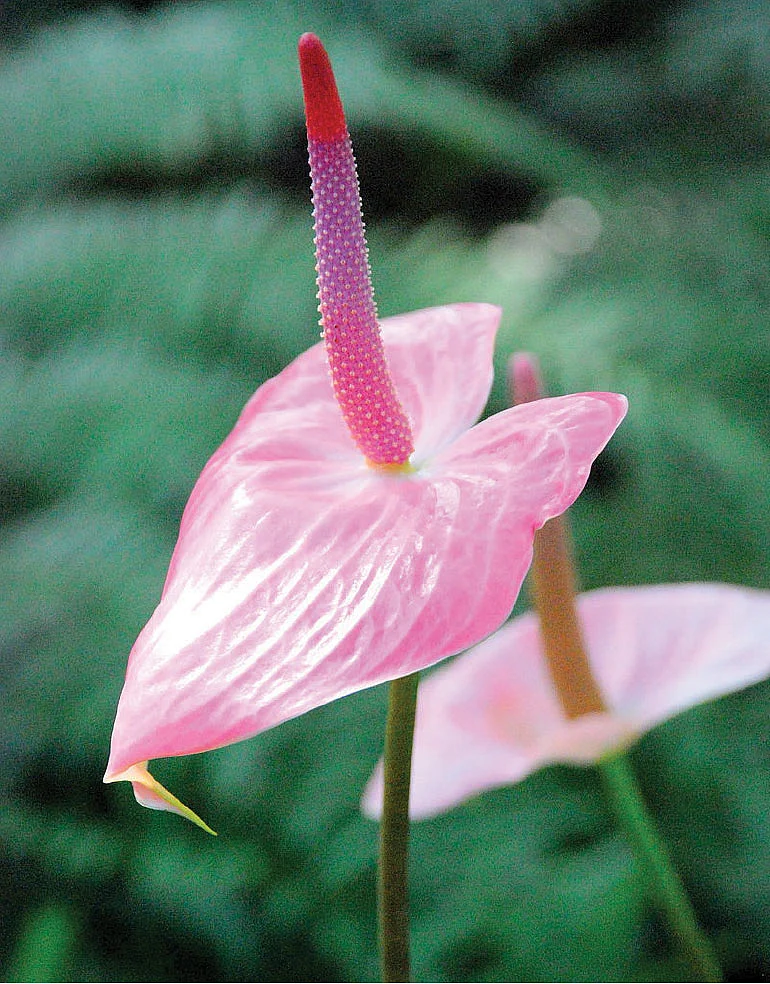 ஆந்தூரியம் மலர்