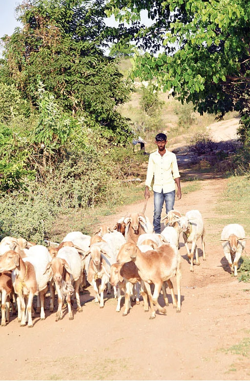 செம்மறி ஆடு
