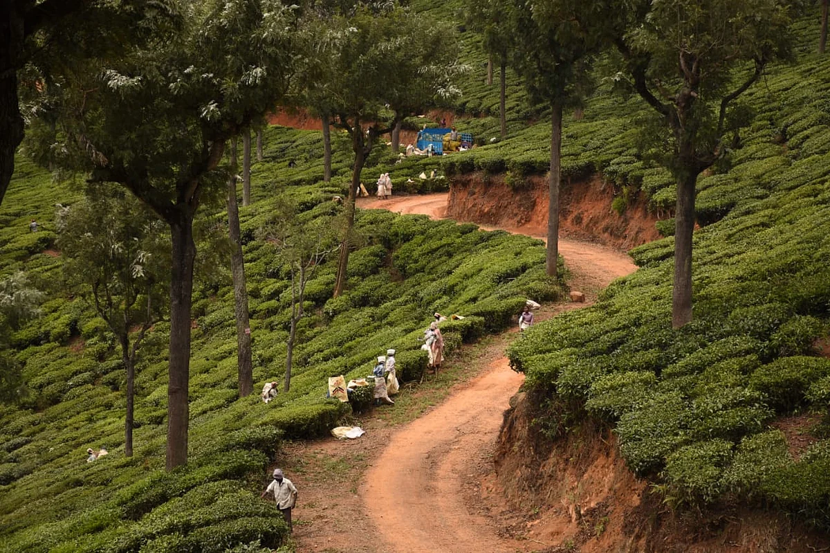 tea estate