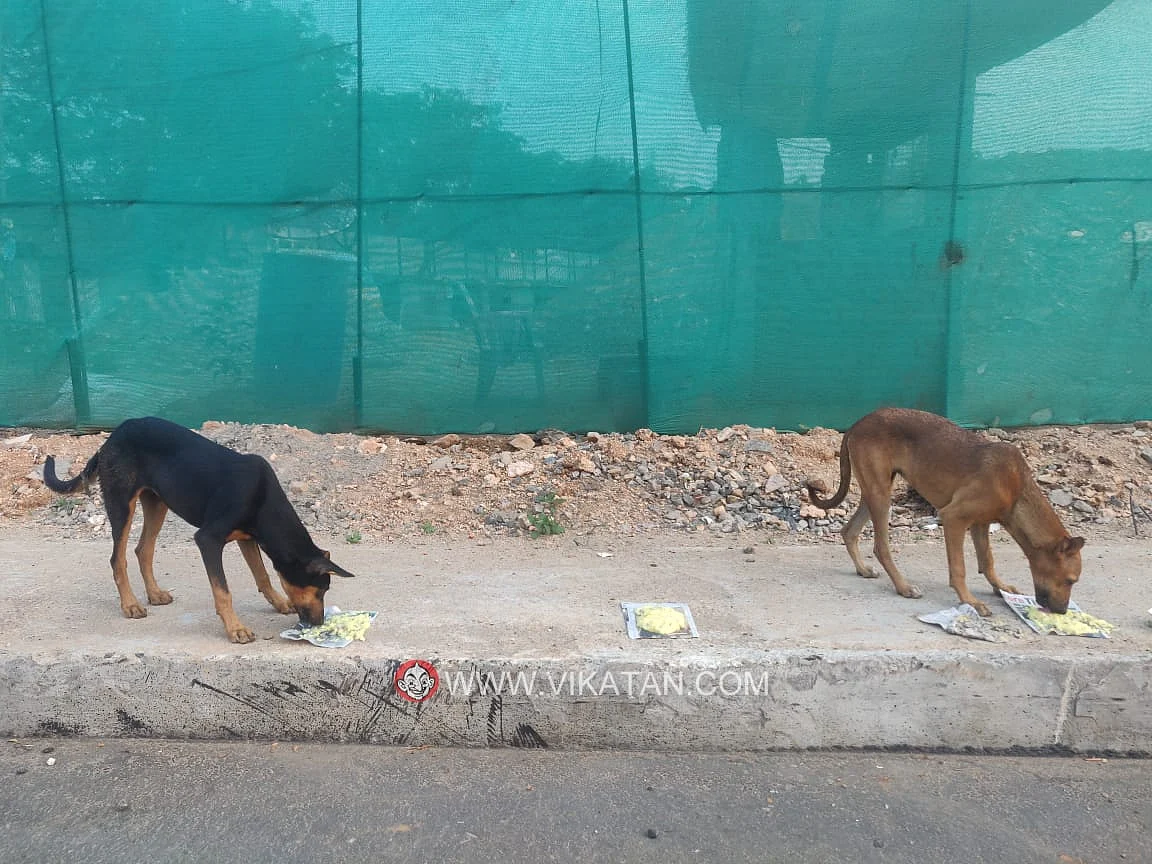 Dogs