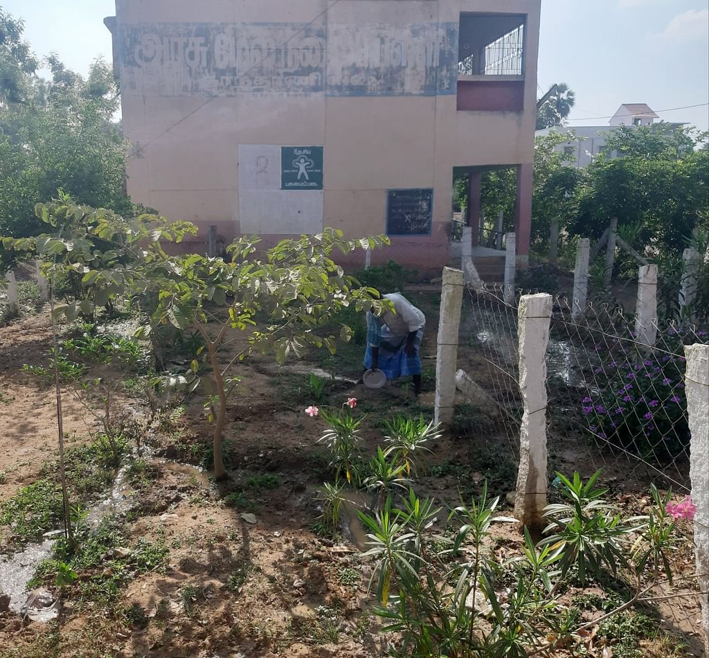 மரக்கன்றுகளுக்குத் தண்ணீர் ஊற்றும் சத்துணவு அமைப்பாளர்
