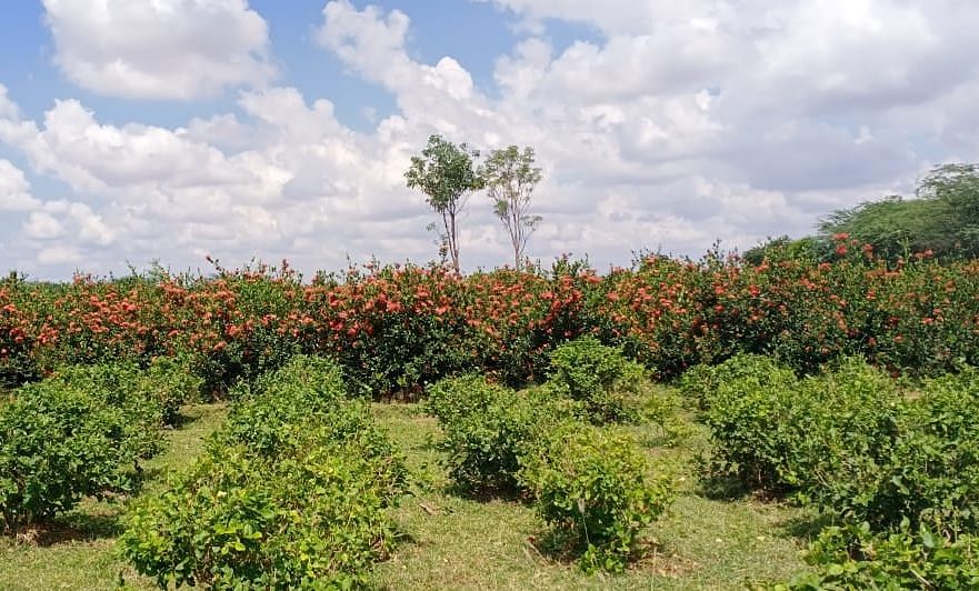 மலர்கள் சாகுபடி