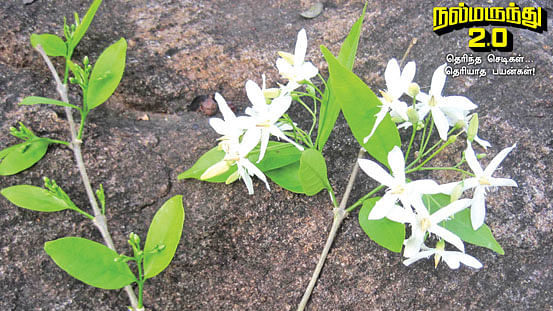 வெட்பாலை