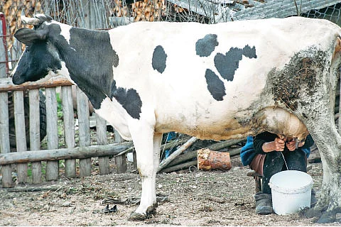 மாடு