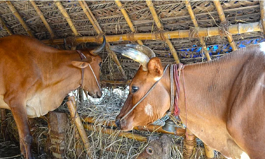 கோ தானம்