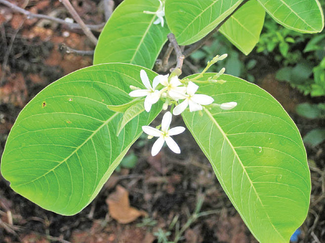 குடசப்பாலை