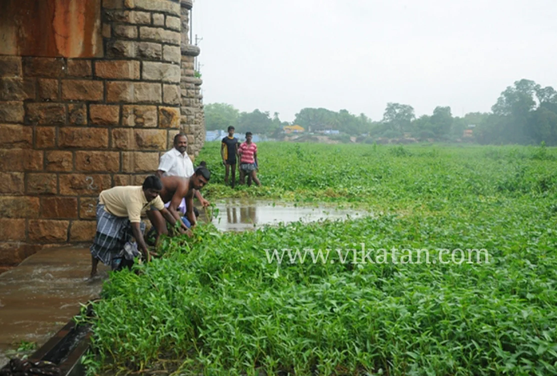 முன்பு ஆக்கிரமித்து காணப்பட்ட அமலைச்செடிகள்