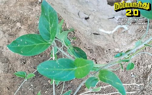 நல்மருந்து 2.0 -  ஆஸ்துமாவை குணமாக்கும் நஞ்சறுப்பான்... கட்டிகளை உடைக்கும் கடற்பாலை!