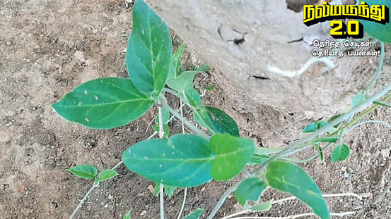 நஞ்சறுப்பான்