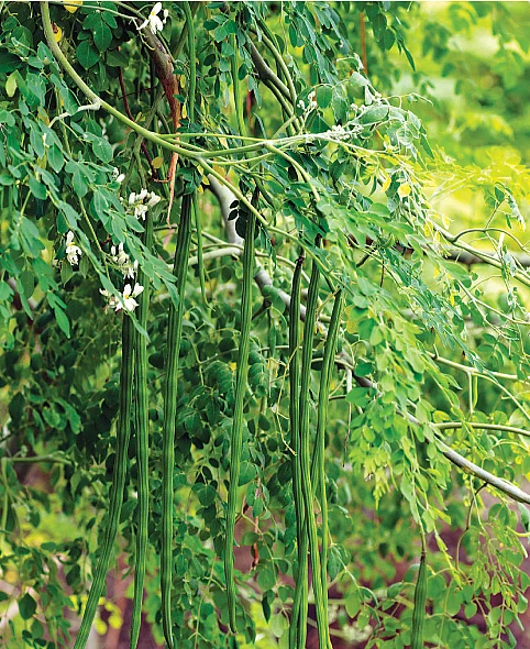 முருங்கை