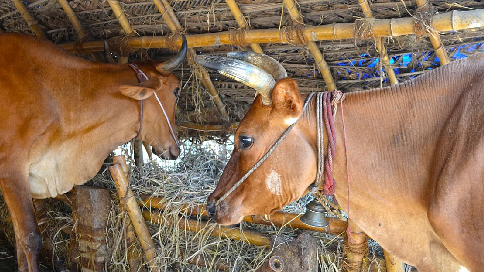 கோ தானம்
