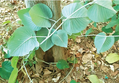 கடற்பாலை கீழ்ப்பகுதி