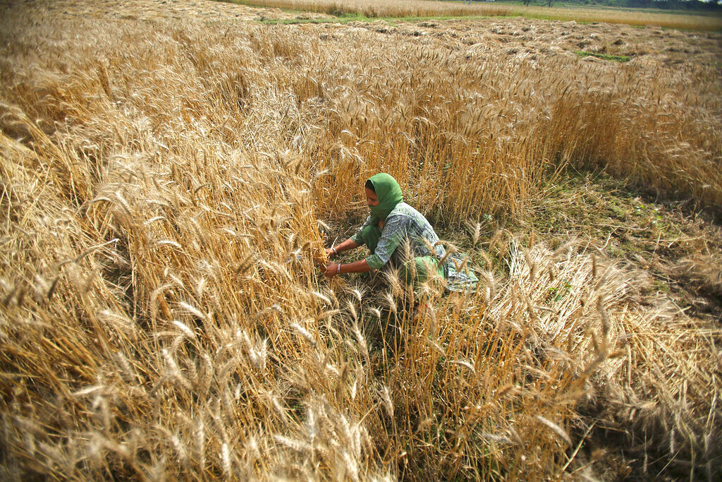 wheat Harvesting