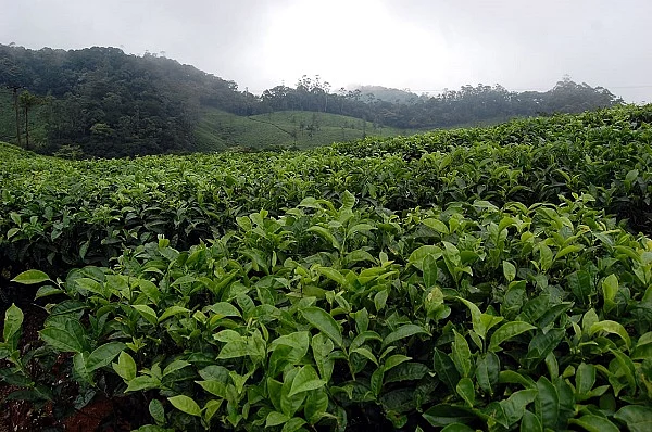Tea (Representational Image)