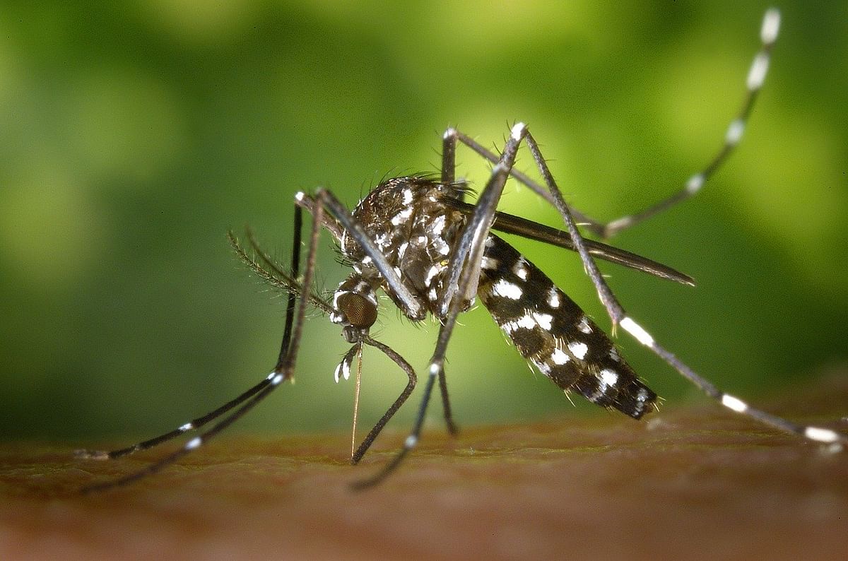 Dengue | Mosquito (Representational Image)