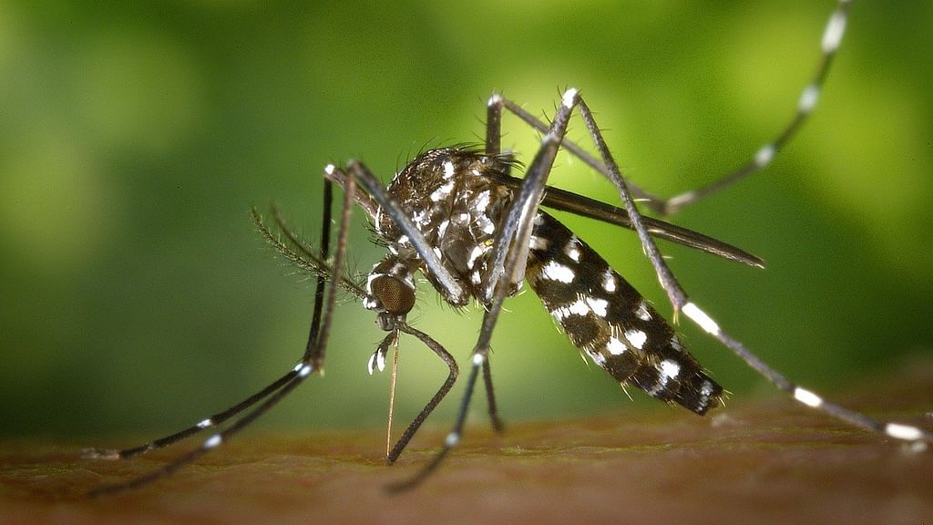 Dengue | Mosquito (Representational Image)