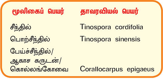 நல்மருந்து 2.0 - நோய் எதிர்ப்பு சக்தியை அதிகமாக்கும் ‘சீந்தில்!’
