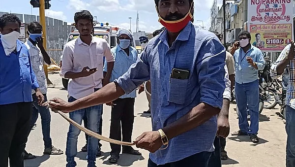 பாம்பு