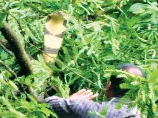 `13 அடி நீளம்.. 9 கிலோ எடை..!'
- குடியிருப்புவாசிகளுக்கு அதிர்ச்சி கொடுத்த ராஜநாகம்