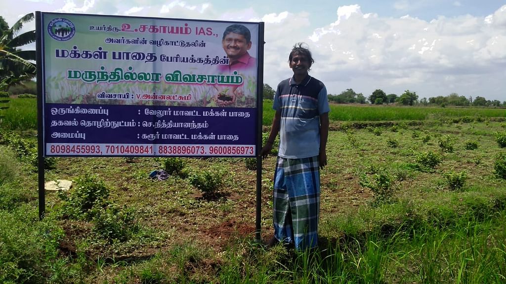 அன்னலட்சுமி வயலில் தங்கவேல்