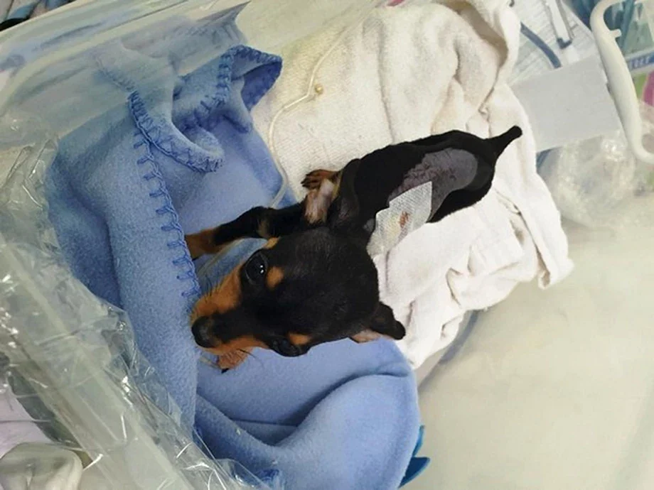 Miniature Pinscher