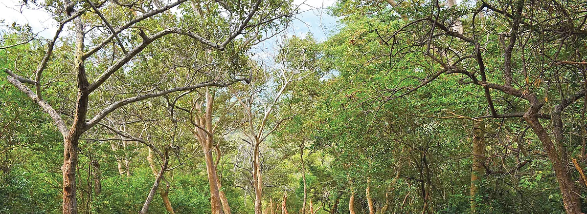 அமிர்த விருட்சம்... ஆகாய கங்கை!