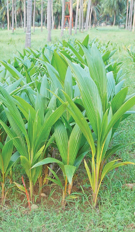 தென்னை நாற்று